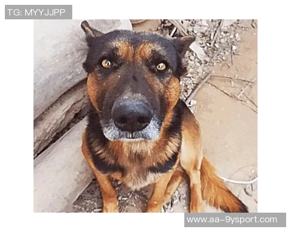 被麦卡甩后一个月他与我的朋友同居还带走了我的狗